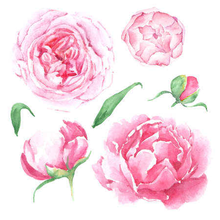 Hand drawn watercolor pink peonies collection. Flowers, leaves, isolatedの写真素材