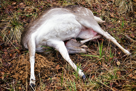 Fallow deer female killed in huntの写真素材