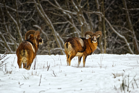 Wild european moufflons (ovis ammon) in winter fieldの写真素材