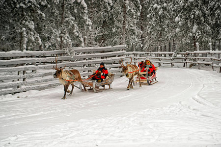 Rovanimi, Finland - December 30, 2010: Racing on the reindeer sledges in Rovaniemi on December 30, 2010の写真素材