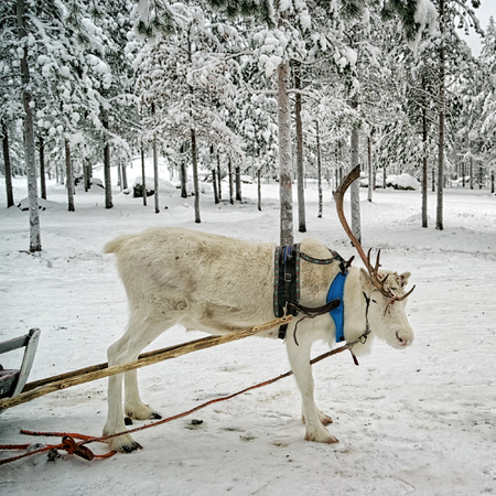 White single horned  reindeer in sledgeの写真素材