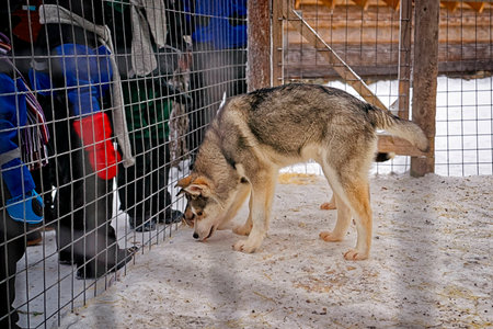 Husky dog in the cage in winter Lapland