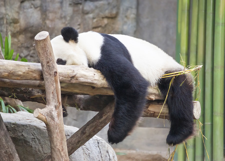 Giant panda (Ailuropoda melanoleuca) sleeping on the treeの写真素材