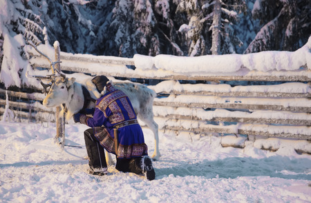 White Reindeer and Suomi man in Ruka in Lapland, in Finlandの写真素材