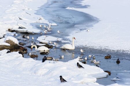 Swans and Ducks at Langelinie Pond in winter Copenhagen. Langelinie is a pier, promenade and park in central Copenhagen, Denmark, and home of statue of The Little Mermaidの写真素材