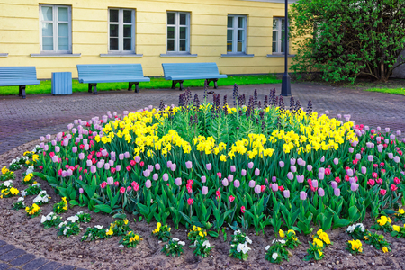 Tulips in the flower bed in the Old town in Ventspils in Latvia. The Castle was built by the Livonian Order. It is the oldest castle built by the Livonian Order.のeditorial素材