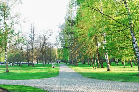 Green Trees in Jurmalas Park in Ventspils of Latvia. Ventspils a city in the Courland region of Latvia. Latvia is one of the Baltic countries. Tourists in the parkのeditorial素材