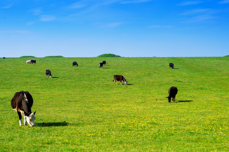Cows in the valley in the Countryside at Stonehenge in Wiltshire in the UK. Wiltshire is a county in South West England. It is famous for many valleys and downhills.の写真素材