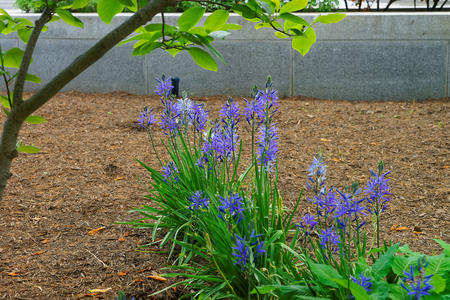 Flowerbed of the bright blue flowers pictured in Washington D.C., United States of America. A lot of flowers can be found in the Floral Library located in the National Mall.の写真素材