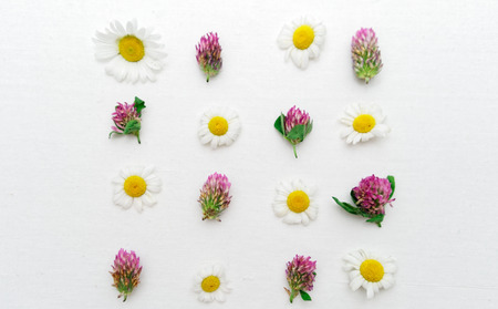 Frame with field flowers, such as clover and chamomile on the white background. Flat lay.の写真素材