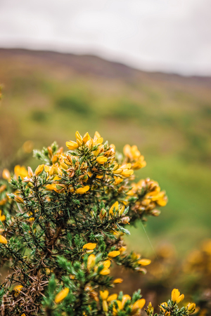 Blooming Bush at mountains in Snowdonia National Park in North Wales of the United Kingdom. Snowdonia is a mountain range and a region in North of Wales.の写真素材