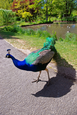 Beautiful peacock in the park of Leeds Castle in Kent, in the UK.のeditorial素材