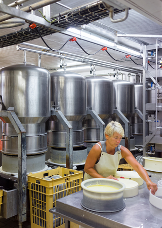 Evillers, France - August 31, 2016: Cheese maker putting Gruyere de Comte Cheese in the forms in the dairy in Franche Comte, Burgundy, in France.のeditorial素材