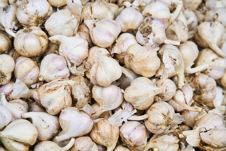 Dry garlic backgroundの写真素材