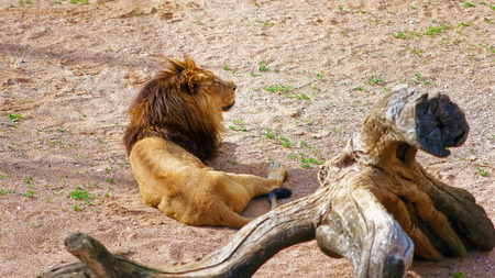Lion in the Zoo at the citadel in Besancon, Bourgogne Franche Comte region in France.の写真素材