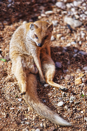 Besancon, France - May 1, 2012: Lemur in Zoo in the citadel in Besancon, Bourgogne Franche Comte region of France.のeditorial素材