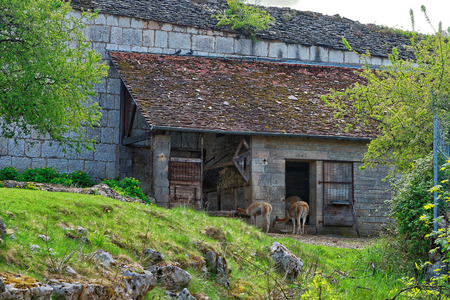 Besancon, France - May 1, 2012: Llama in Zoo in the citadel in Besancon, Bourgogne Franche Comte region in France.のeditorial素材