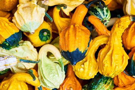 Little decorative pumpkin backgroundの写真素材