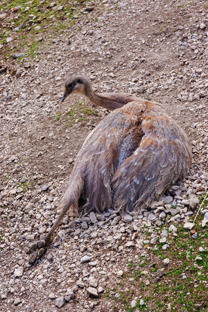 Ostrich in the Zoo in the citadel in Besancon, Bourgogne Franche Comte region in France.