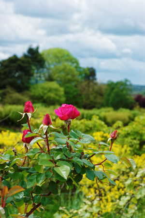Rose bush in the garden in Loire Valley in Franceの写真素材