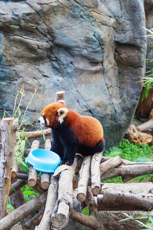 Hong Kong, Hong Kong -  January 10, 2012: Red panda, also called as Ailurus fulgens, after eating food in the zoo of the Ocean Park, in Hong Kong. Selective focusのeditorial素材
