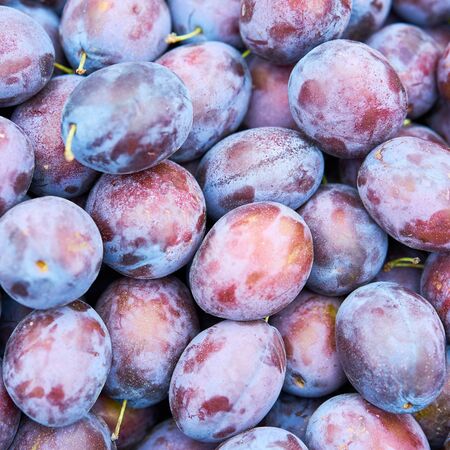 Plums backgroundの写真素材