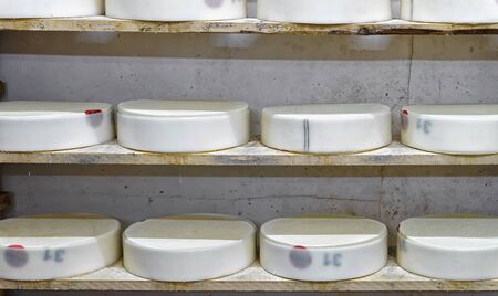 Shelves of young Conte Cheese on wooden shelves at maturing cellar of Franche Comte creamery in...