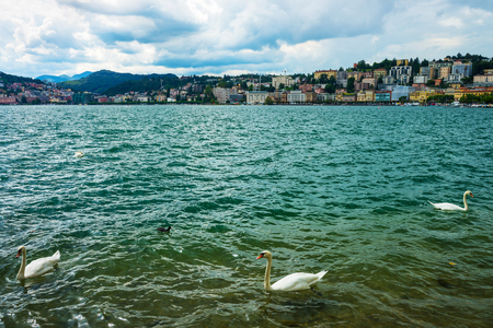 Swans at the promenade of the luxurious resort in Lugano on Lake Lugano in Ticino canton of Switzerland.の写真素材