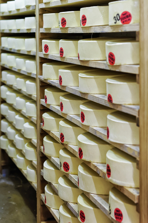 Shelves of young Conte Cheese on wooden shelves in maturing cellar of Franche Comte dairy in Franceの写真素材
