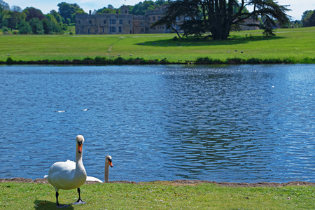 White swans in the park in Leeds Castle in Kent in the UK.のeditorial素材
