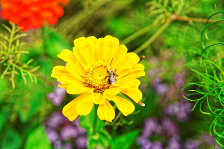 Yellow garden flowers and bee at Trummelbach falls in the mountains of Lauterbrunnen valley, District of Interlaken, Bern canton in Switzerland.のeditorial素材