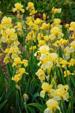 Yellow Iris flowers in the Kitchen garden