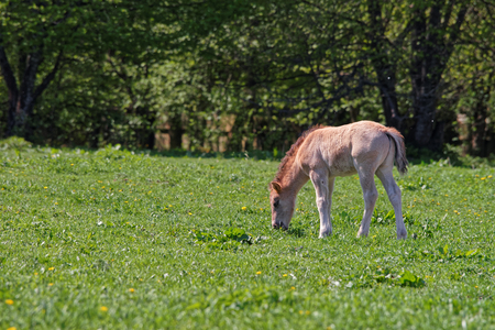 Horse colt at Bialowieza National Park as a part of Belovezhskaya Pushcha National Park in Poland.の写真素材