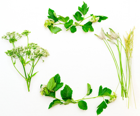 Frame of green field grass on white background. Flat lay.の写真素材