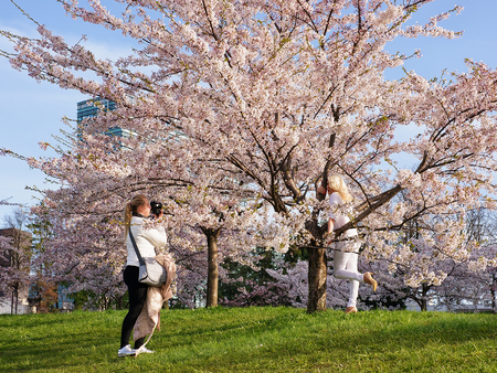 Vilnius, Lithuania - April 30, 2016: Young girl taking photos of another girl at Sakura or cherry tree flowers blossom garden in spring, Vilnius, Lithuaniaのeditorial素材