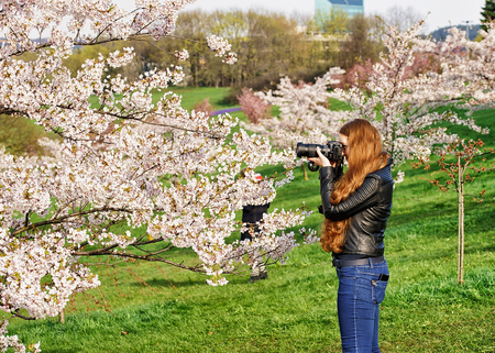 Vilnius, Lithuania - April 30, 2016: Young girl taking photos of Sakura or cherry tree flowers blossom garden in spring, Vilnius, Lithuaniaのeditorial素材