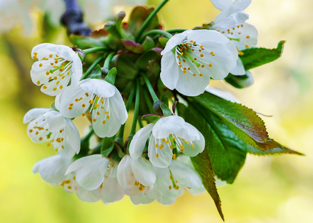 Sakura or cherry tree white flowers blossom in spring on natural green background