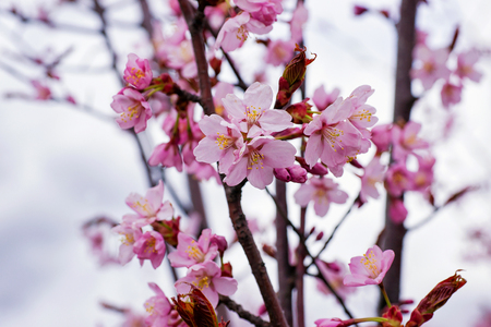 Apple tree pink flowers blossom in springtime on natural backgroundの写真素材