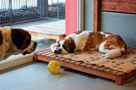 Saint Bernard dogs at breeding kennel, Martigny, Switzerlandの写真素材
