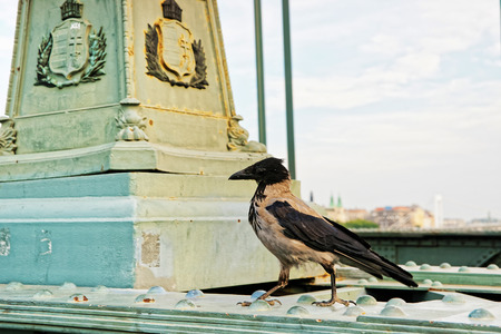 Crow at Chain Bridge in Budapest, Hungaryの写真素材