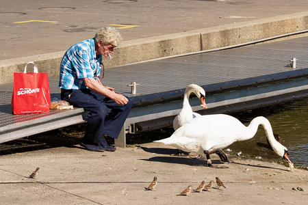 Lausanne, Switzerland - August 26, 2016: Man feeding white swans at Lake Geneva Marina in Lausanne, Switzerland.のeditorial素材
