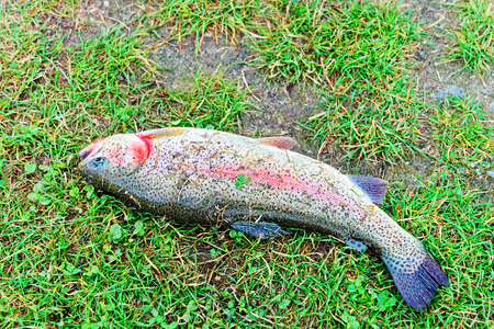 Rainbow Trout catch lying on the grass, Vilnius countryside, Lithuania.の写真素材
