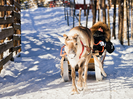 Woman while reindeer sleigh ride, winter Rovaniemi, Lapland, Finlandの写真素材