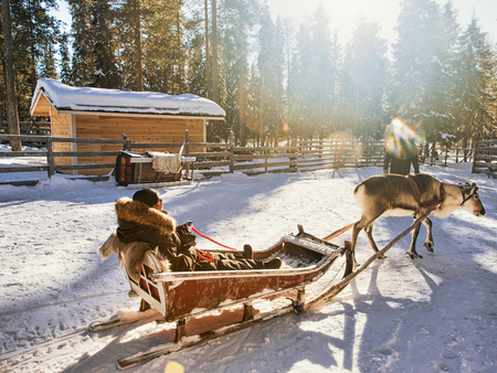 Woman while reindeer sledge race in winter Rovaniemi, Lapland, Finlandの写真素材