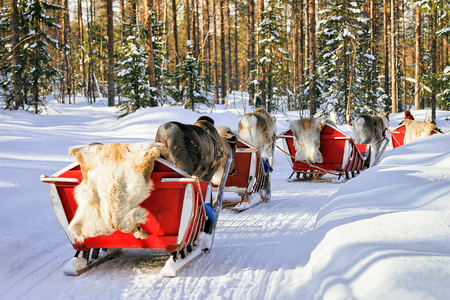 People on Reindeer sled caravan in winter forest in Rovaniemi, Lapland, Finlandの写真素材
