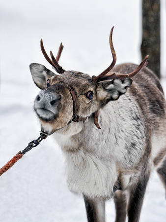 Reindeer in winter farm in Lapland, Finlandの写真素材