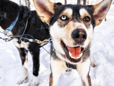 Husky dogs in sled at Rovaniemi farm, Lapland, Finland
