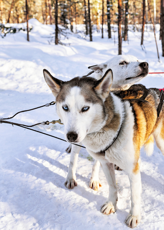 Husky dogs in sleigh in Rovaniemi, Lapland, Finlandの写真素材