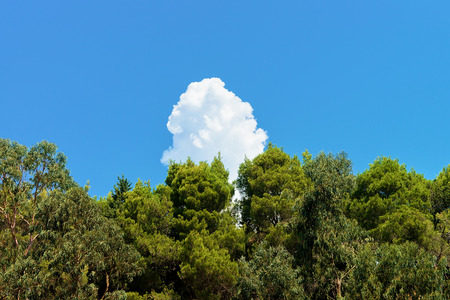 Nature at Lokrum Island Coast, Dubrovnik, in Croatiaの写真素材