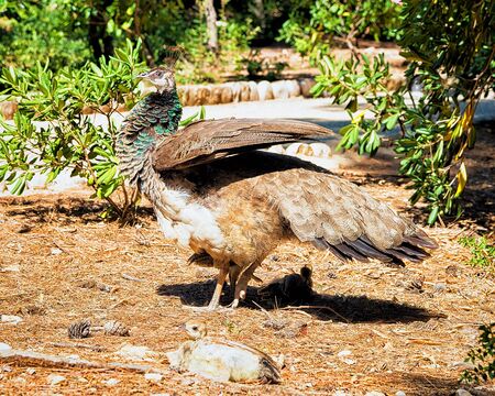 Peacock on Lokrum Island, Dubrovnik in Croatiaの写真素材